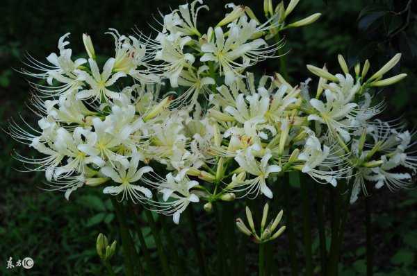 冥界四花的花语