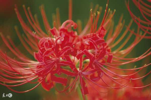 冥界四花的花语