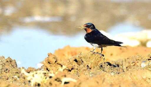 燕子在屋檐下搭窝预示着什么