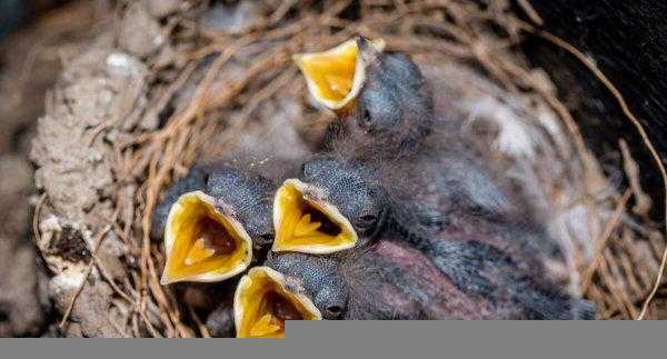 燕子在屋檐下搭窝预示着什么