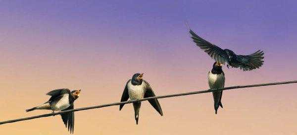 燕子在屋檐下搭窝预示着什么