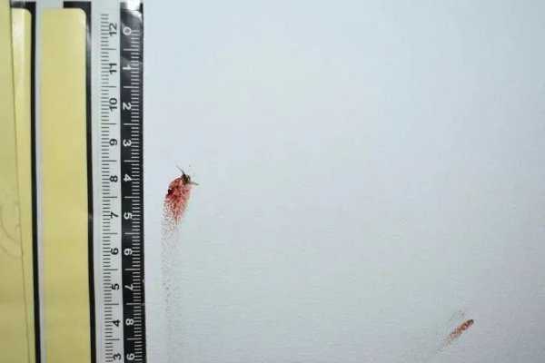 蚊子拍死后的血是谁的