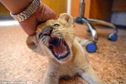 狮虎兽可以繁衍后代吗