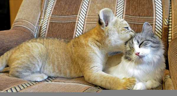 狮虎兽可以繁衍后代吗