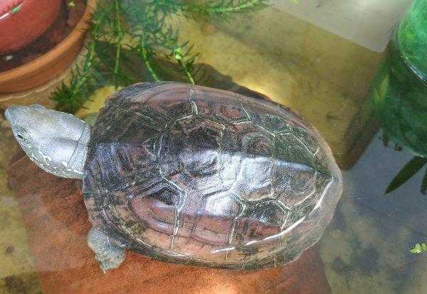 家养乌龟冬眠吗