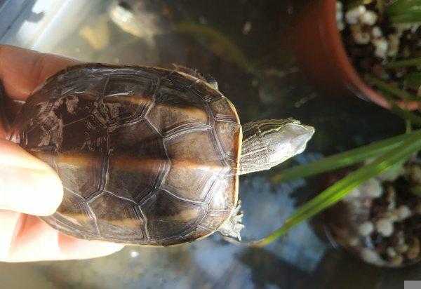 家养乌龟冬眠吗