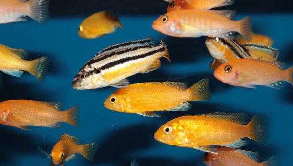 实验说明鱼有几秒钟的记忆