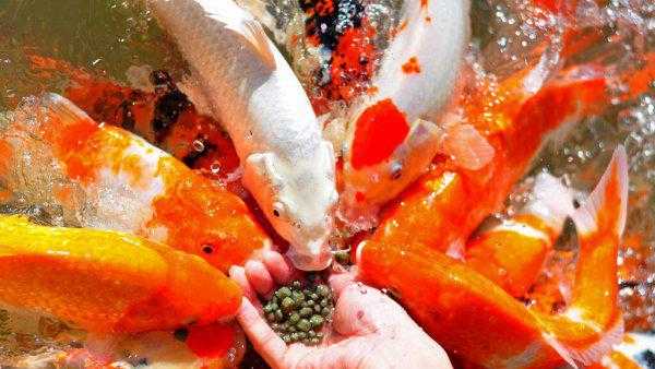 实验说明鱼有几秒钟的记忆