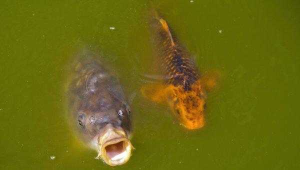 实验说明鱼有几秒钟的记忆