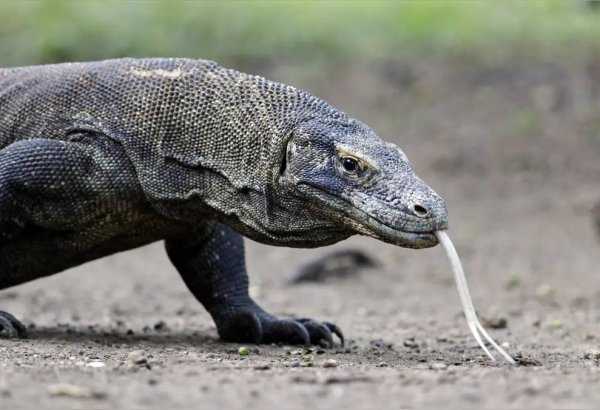 科莫多巨蜥多大的体型