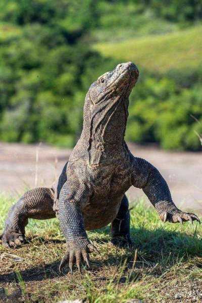 科莫多巨蜥多大的体型