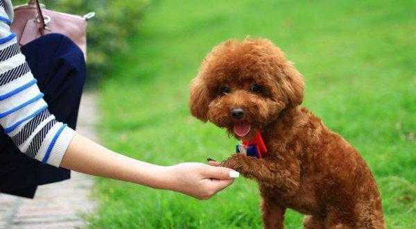 小泰迪几个月开始训练比较好