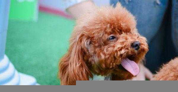 小泰迪几个月开始训练比较好