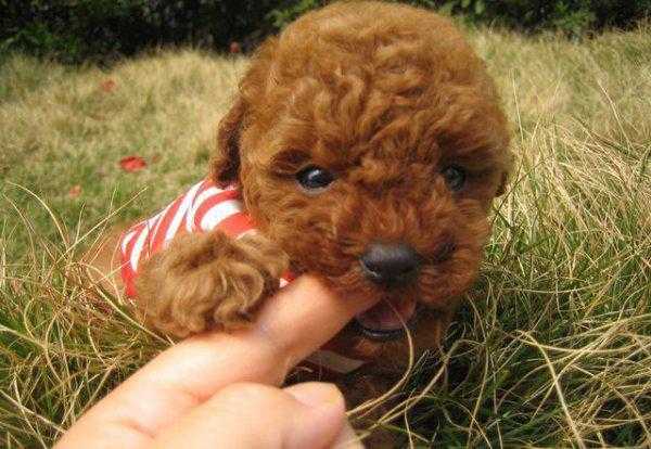 小泰迪几个月开始训练比较好