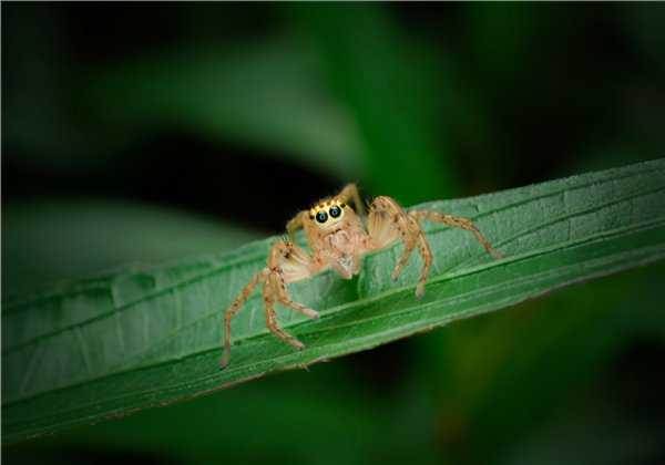 蜘蛛怕什么味东西或动物