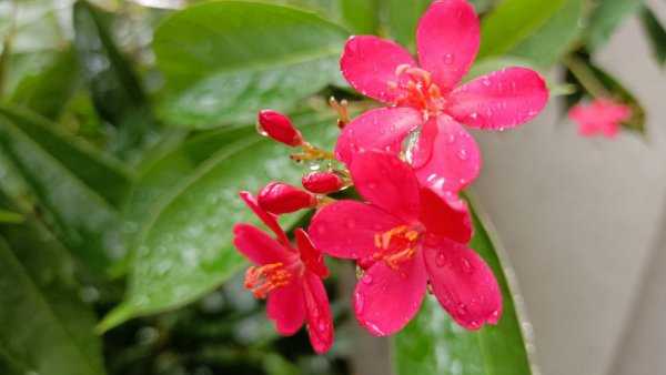 中医六气指的是哪六气