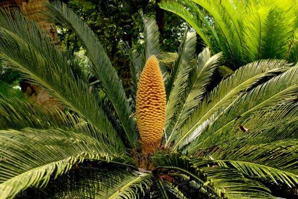 三角龙主要以什么为食