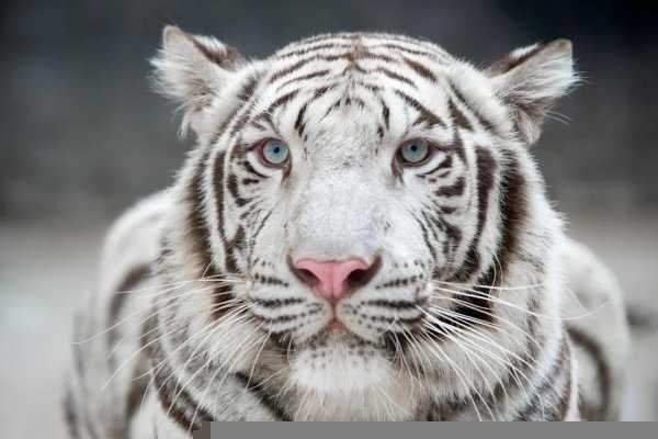 颜值最高的动物前十名