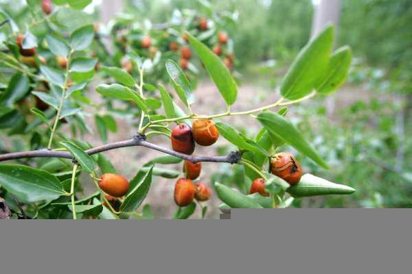 坐北朝南房子枣树栽那方向好