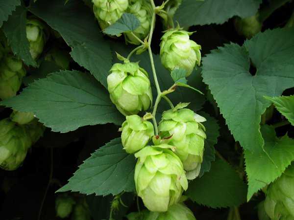啤酒花是什么东西