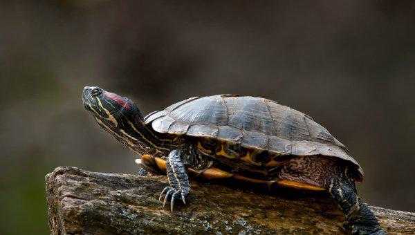 巴西龟可以长多大活多久