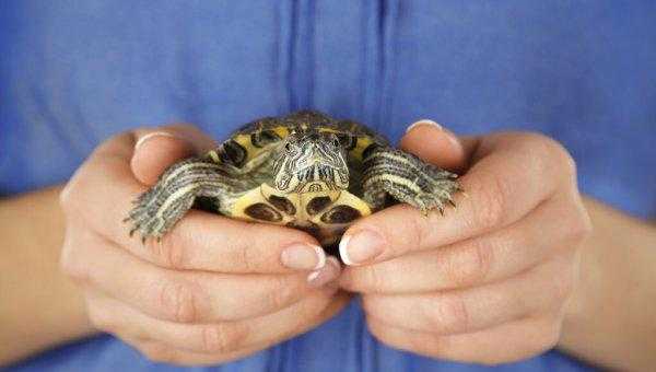 巴西龟可以长多大活多久