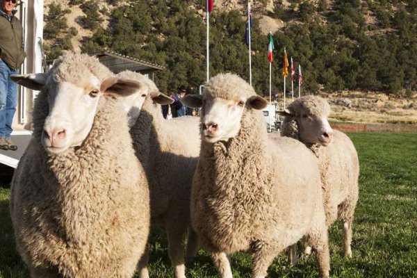 羊毛衫起球正常现象吗