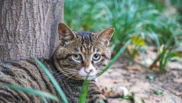 蝙蝠飞进屋里是吉是凶