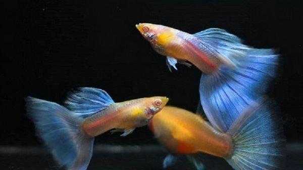 孔雀鱼吃自己的小鱼吗