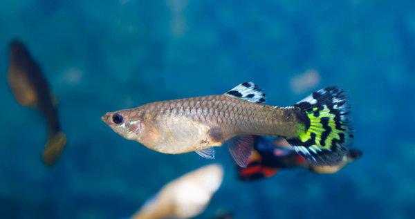 孔雀鱼吃自己的小鱼吗