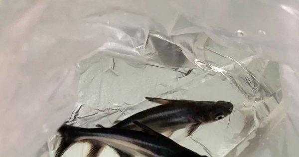 蓝鲨鱼能长多大