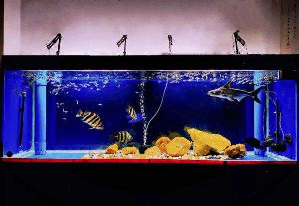 蓝鲨鱼能长多大