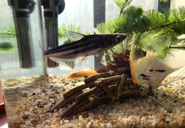 蓝鲨鱼能长多大