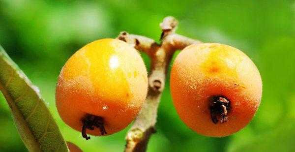 枇杷什么时候成熟采摘