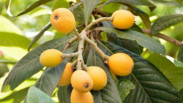 枇杷什么时候成熟采摘