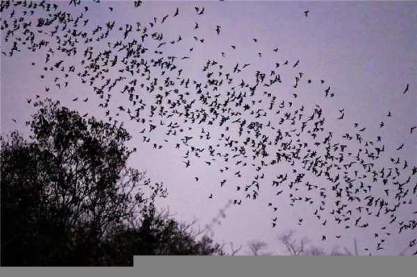 蝙蝠是益虫还是害虫