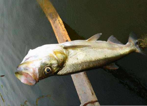 翘嘴鱼是什么鱼