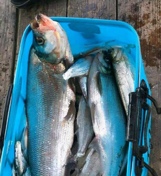 翘嘴鱼是什么鱼