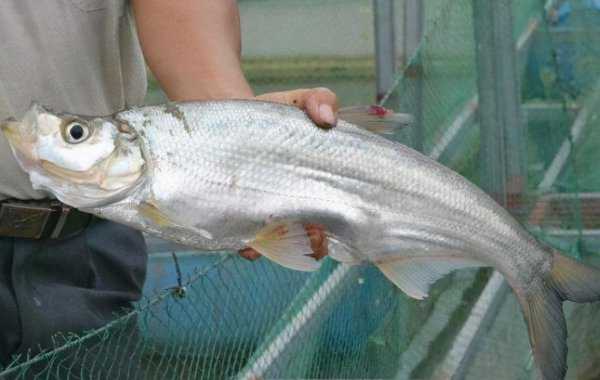 阿坝九寨沟在哪个省