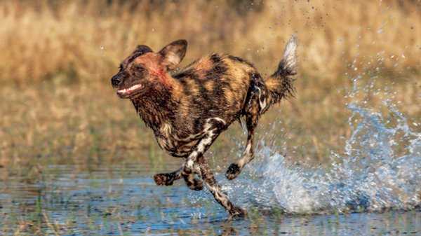 跑得最快的动物前十名