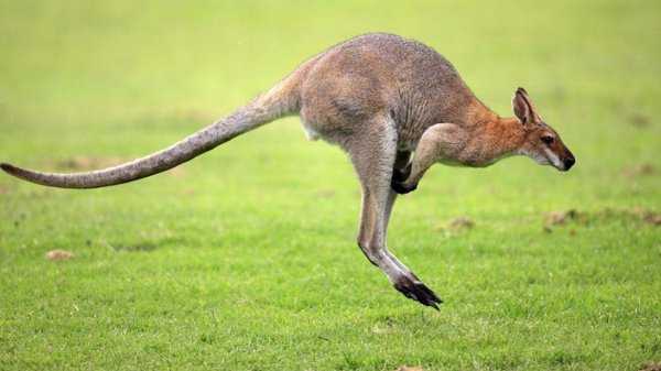 跑得最快的动物前十名