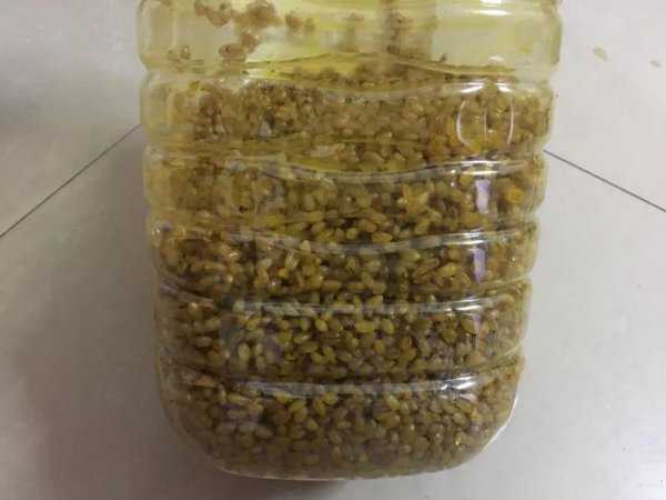 自制打窝料野钓鲫鱼