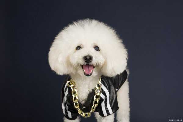 女生为什么不能养比熊