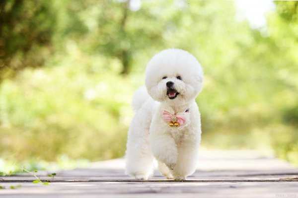 女生为什么不能养比熊