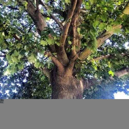 中国十大硬木排名