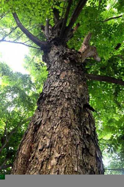 中国十大硬木排名