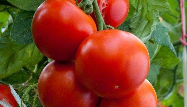 小番茄怎么保存时间长一点