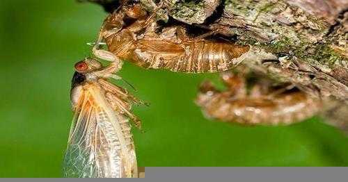 知了是益虫还是害虫