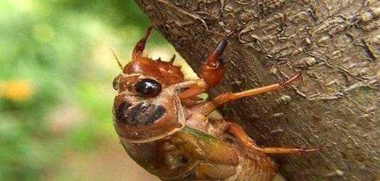 知了是益虫还是害虫