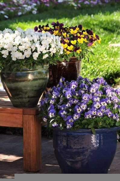 角堇第二年会复花吗